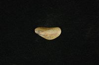 藏品(河殼菜蛤(沼蛤))的圖片